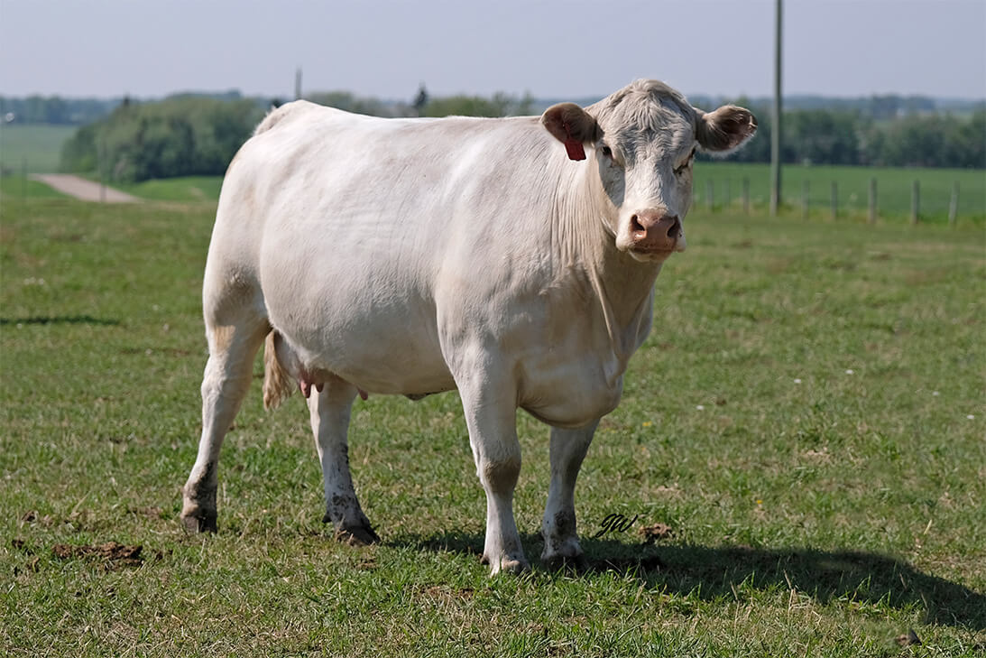 pasture